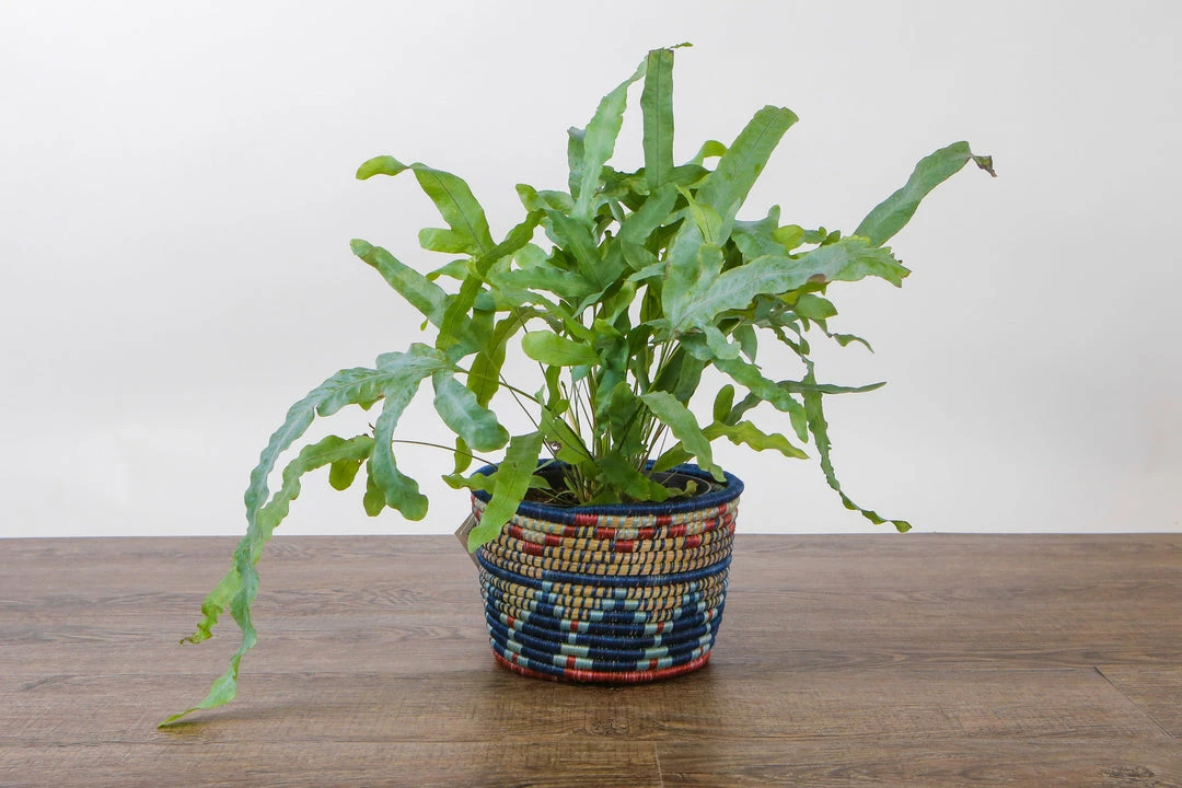 RWANDA 7" Blue Night Inzozi Tapered Planter HOME 7 RWANDA 7" Blue Night Inzozi Tapered Planter HOME
